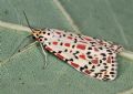 Utetheisa pulchelloides